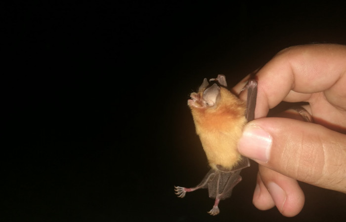 O murciélago orejas de embudo Conteo de Pailas el 30 de noviembre 2019 Foto: Eduardo Artavia