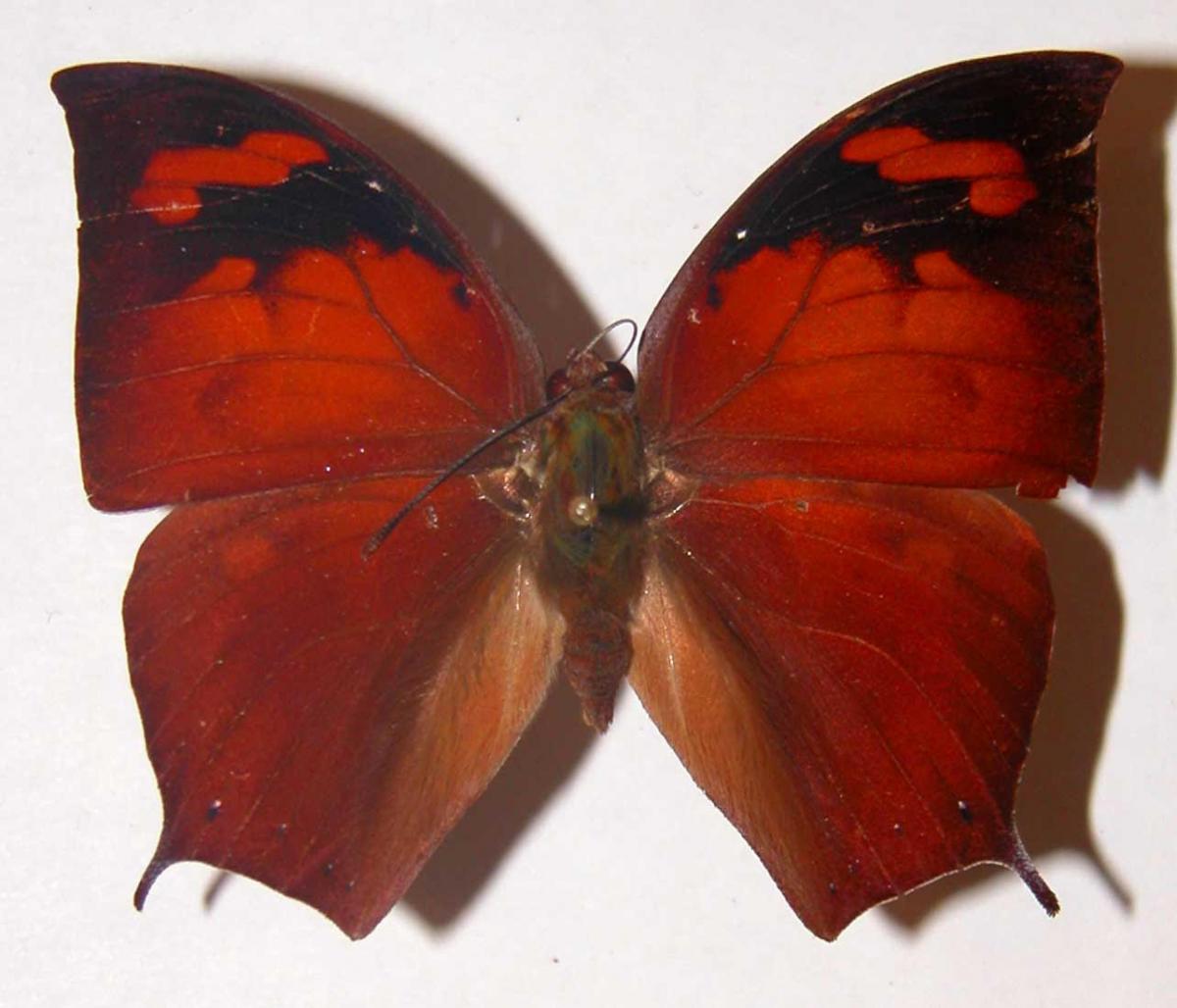 Fountainea confusa (Nymphalidae) Área de Conservación Guanacaste