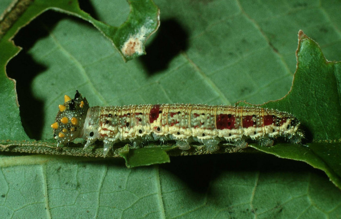 Figura 7. Larva <i>Fountainea confusa</i> (Nymphalidae). Vista lateral, penúltimo estadío, 30 mm de longitud. Foto: 18 Octubre 2003. Voucher: 03-SRNP-31100-DHJ81129.jpg.