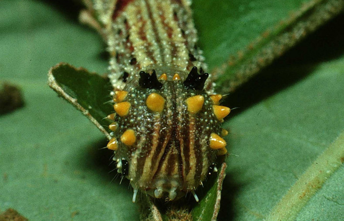 Figura 9. Larva <i>Fountainea v</i> (Nymphalidae). Cabeza de frente, penúltimo estadío, 30 mm de longitud. Foto: 18 Octubre 2003. Voucher: 03-SRNP-31100-DHJ81131.jpg.