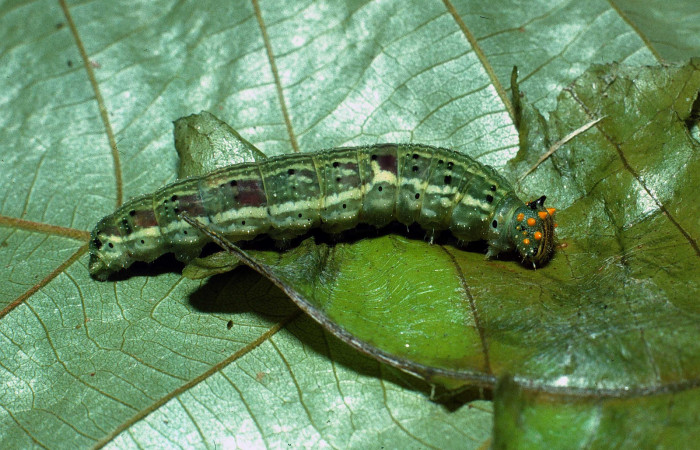 Figura 11. Larva <i>Fountainea confusa</i> (Nymphalidae). Vista lateral, último estadío. 32 mm de longitud. Foto: 10 Octubre 2003. Voucher: 03-SRNP-8985-DHJ77965.jpg.