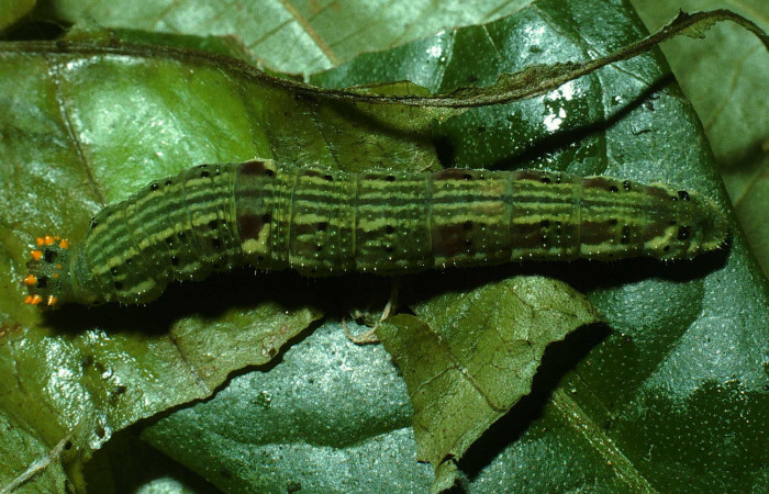 Figura 10. Larva <i>Fountainea v</i> (Nymphalidae). Vista dorsal, último estadío. 32 mm de longitud. Foto: 10 Octubre 2003. Voucher: 03-SRNP-8985-DHJ77968.jpg.
