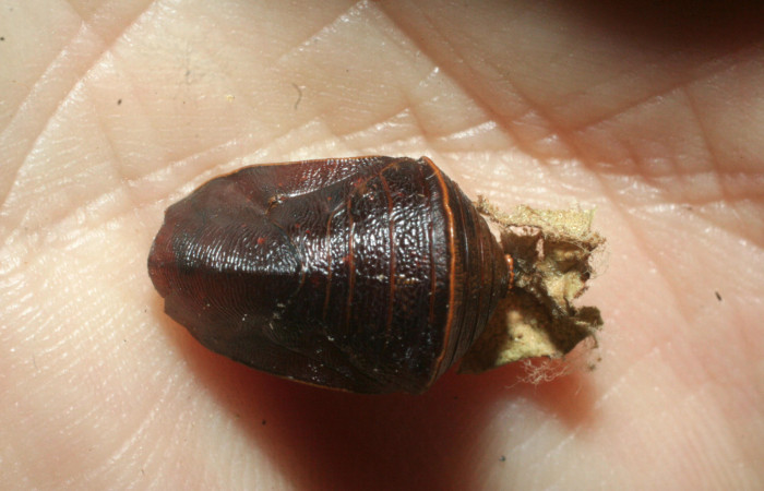 Figura 17. Pupa de <i>Fountainea confusa</i> (Nymphalidae). Vista dorsal. Parasitada por Tachinidae. Especie del parásito <i>Eujuriniodes</i> assimilisDHJ01. Foto: 6 Agosto 2009. Voucher: 08-SRNP-31902-DHJ462389.jpg.