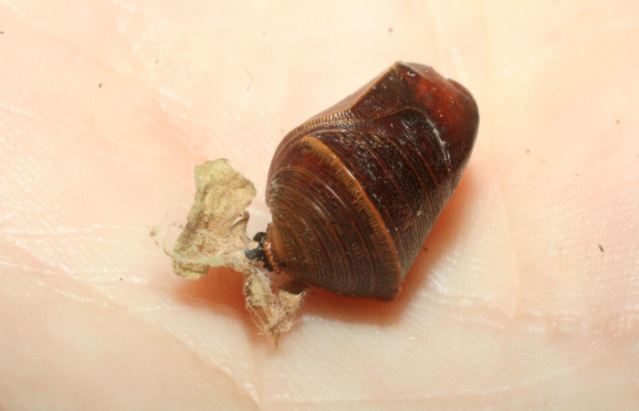 Figura 18. Pupa de <i>Fountainea confusa</i> (Nymphalidae), adentro pupario eclosionado de parásito <i>Eujuriniodes</i> assimilisDHJ01, familia Tachinidae. Foto: 6 Agosto 2009. Voucher: 08-SRNP-31902-DHJ462390.jpg.