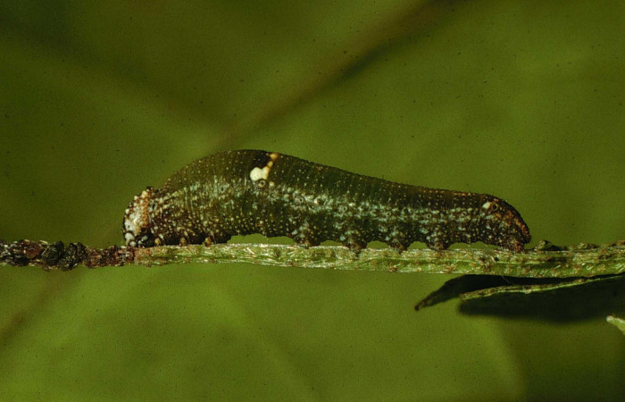 Figura 6. Larva <i>Fountainea confusa</i> (Nymphalidae). Vista lateral, estadío intermedio, 12 mm de longitud. Foto: 23 agosto 1997. Voucher: 97-SRNP-6578-DHJ43617.jpg.