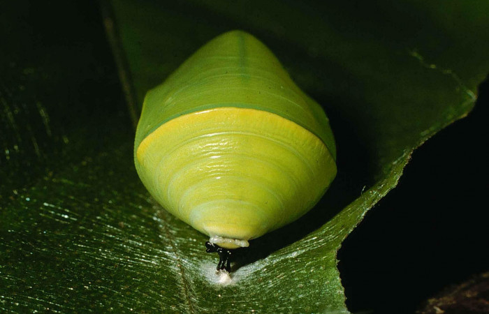 Figura 16. Pupa <i>Fountainea confusa</i> (Nymphalidae). Mostrado la seda de dónde se sujeta en este estadio. 14 mm de longitud. Foto: 12 Junio 1998. Voucher: 98-SRNP-6707-DHJ46037.jpg.
