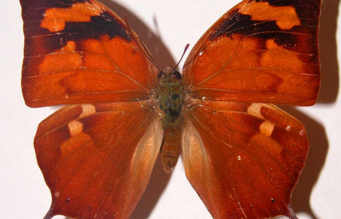 Figura 3. Adulto <i>Fountainea confusa</i> (Nymphalidae). Vista dorsal, envergadura alar hembra 54 mm de longitud. Voucher: 98-SRNP-7545-DHJ33760.