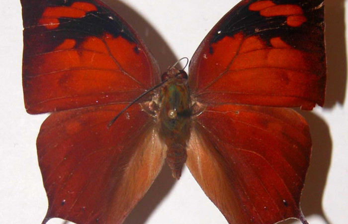 Figura 1. Adulto <i>Fountainea confusa</i> (Nymphalidae). Vista dorsal, envergadura alar macho 53 mm de longitud. Voucher: 98-SRNP-7914-DHJ33762.