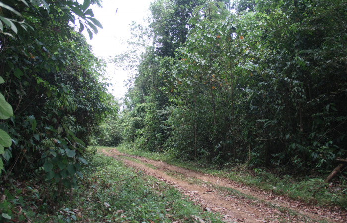 Figura 22. Planta hospedera <i>Croton billbergianus</i> (Euphorbiaceae) de <i>Fountainea confusa</i> (Nymphalidae), planta de 1 metro de altura, mano izquierda. Foto: Freddy Quesada, 23 Abril 20202.

