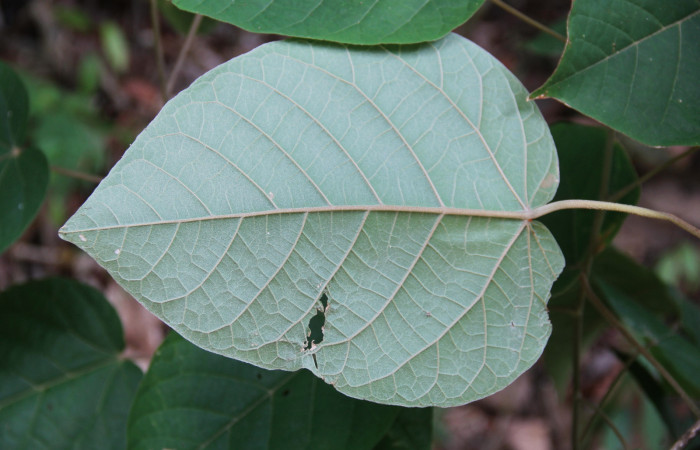 Figura 24. Planta <i>Croton billbergianus</i> (Euphorbiaceae) mostrando la hoja por el envés. Foto: Freddy Quesada, 23 Abril 20202.
