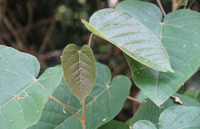 Figura 25. Planta <i>Croton billbergianus</i> (Euphorbiaceae) mostrando la hoja nuevas. Foto: Freddy Quesada, 23 Abril 20202.
