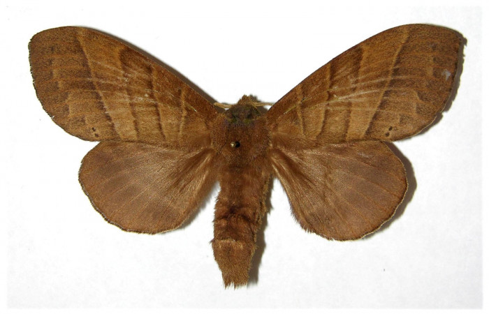 Fig.1. Hembra de<i> Prorifrons antonia</i>. En posición dorsal, de 110mm de longitud. Voucher : 05-SRNP-32391-DHJ319366.jpg.