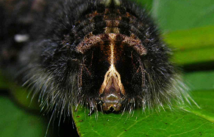 Fig.10. Mostrando cabeza de <i>Prorifrons antonia</i>. Voucher : 05-SRNP-32391-DHJ404636.jpg.