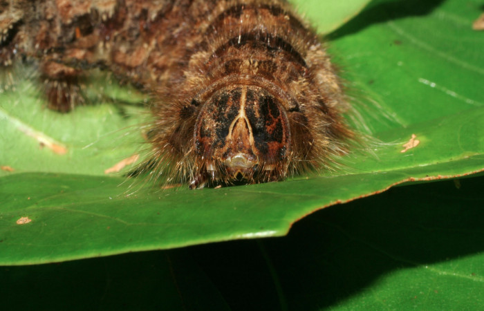 Fig 12. Mostrando cabeza de <i>Prorifrons tremula</i>. Voucher :07-SRNP-32601-DHJ421673.jpg.