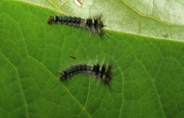 Fig.14. Larvitas de <i>Prorifrons tremula</i>, en primer estadio. Voucher : 07-SRNP-33427-DHJ430609.jpg. 9/5/2007 foto