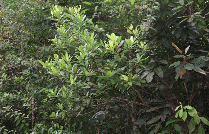 Fig 18. Mostrando ramas de <i>Vochysia guatemalesis</i>, planta hospedera de <i>Prorifrons antonia</i>, a orilla del camino principal hacia Estación Pitilla.