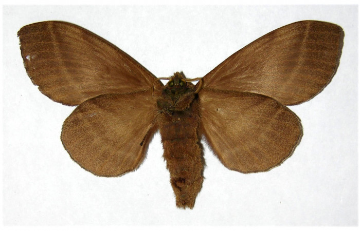 Fig.2. Hembra de <i>Prorifrons antonia</i>. En posición ventral. Voucher : 05-SRNP-32391-DHJ319367.jpg.