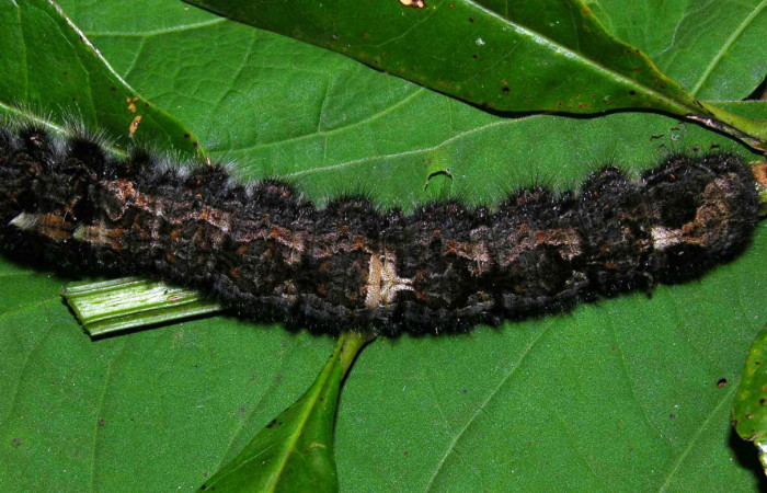 Fig 6. Larva de <i>Prorifrons antonia</i>. En posición dorsal, de 112mm de longitud. Voucher : 05-SRNP-32391-DHJ404641.jpg.