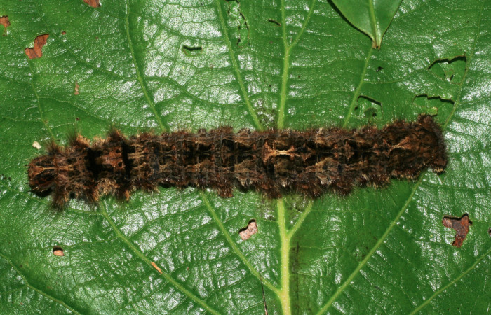 Fig.7. Larva de <i>Prorifrons tremula</i>. En posición dorsal, de 120mm de longitud. Voucher : 07-SRNP-32601-DHJ421686.jpg.