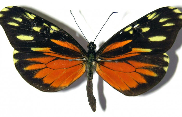 Fig. 3 Vista dorsal de la hembra <i>Dismorphia desine</i> (Pieridae). 03-SRNP-23568-DHJ98724.