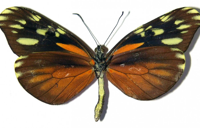 Fig. 4 Vista ventral de la hembra <i>Dismorphia desine</i> (Pieridae). 03-SRNP-23568-DHJ98725.