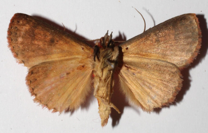 Fig.10  Adulto <i>Antiblemma lothos</i>  mostrando la parte ventral. Macho.  Voucher: 15-SRNP-32229-DHJ919137.jpg