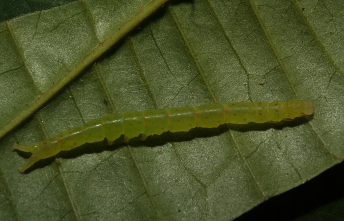 Fig.6  <i>Antiblemma phoenicopyra </i>  en último estadío mostrando la parte lateral;  comparación entre especies.  Voucher: 12-SRNP-70521-DHJ495026.jpg