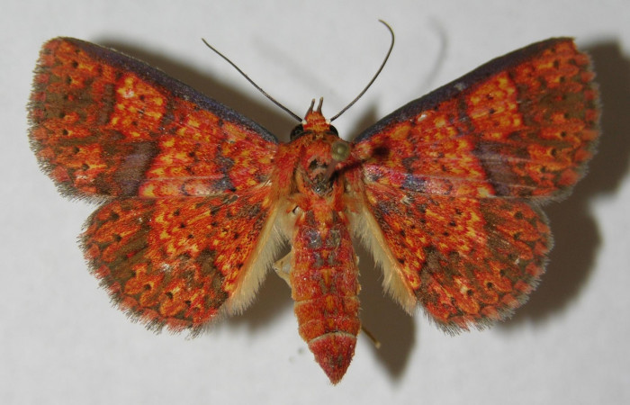 Fig.7  Adulto <i>Antiblemma lothos</i>  mostrando la parte dorsal.  Hembra. Voucher:  14-SRNP-2676-DHJ598082.jpg