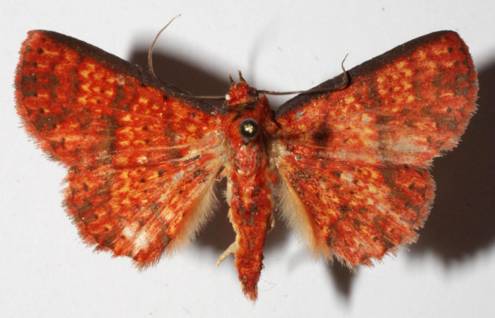 Fig.9  Adulto <i>Antiblemma lothos</i>  mostrando la parte dorsal. Macho.  Voucher: 15-SRNP-32229-DHJ919136.jpg