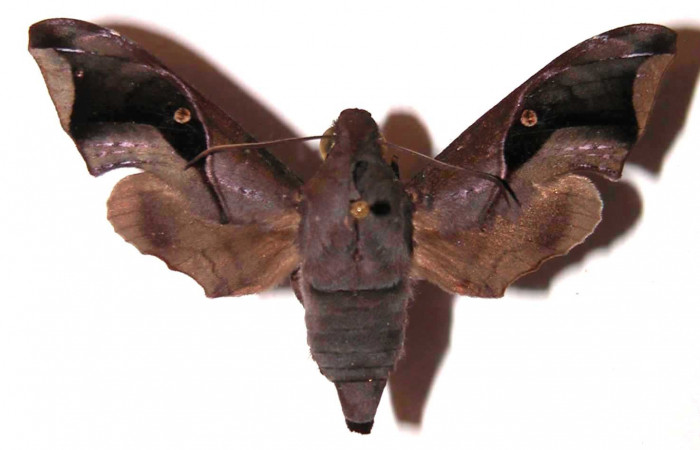Fig. 01. Adulto de <i>Enyo cavifer</i>  (Sphingidae), vista dosal, hembra 53mm de envergadura. Voucher: 98-SRNP-15713-DHJ35820.jpg.