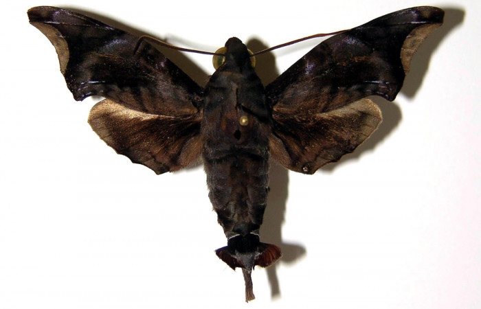 Fig. 03. Adulto de <i>Enyo cavifer</i> (Sphingidae), vista dorsal, macho 59mm de envergadura. Voucher: 03-SRNP-22091-DHJ95064.jpg.