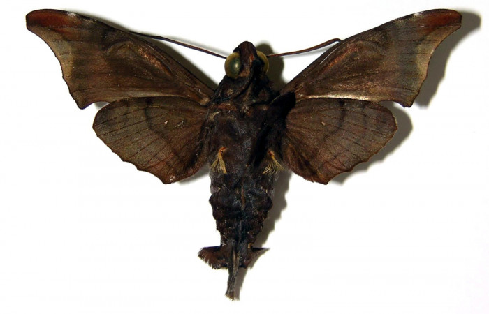 Fig. 04. Adulto de <i>Enyo cavifer</i> (Sphingidae), vista ventral, macho 59mm de envergadura. Voucher: 03-SRNP-22091-DHJ95065.jpg.