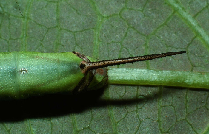 Fig. 07. Larva de <i>Enyo cavifer</i> (Sphingidae), penúltimo estadío, 51mm de longitud.  Vista dorsal del trasero del cuerpo mostrando detalles del cuerno. Voucher: 03-SRNP-22076-DHJ77558.jpg.