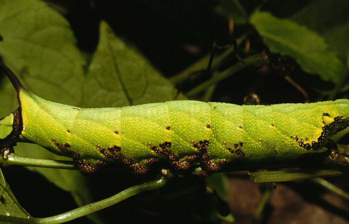 Fig. 08. Larva de <i>Enyo cavifer</i> (Sphingidae), último estadío, 50mm de longitud.  Vista lateral. Voucher: 98-SRNP-15713-DHJ47897.jpg.