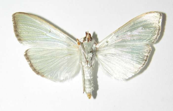 Fig 5. Adulto<i> Diaphania glauculalis</i>. Vista ventral. Voucher 01-SRNP-6736.1-DHJ333231.jpg