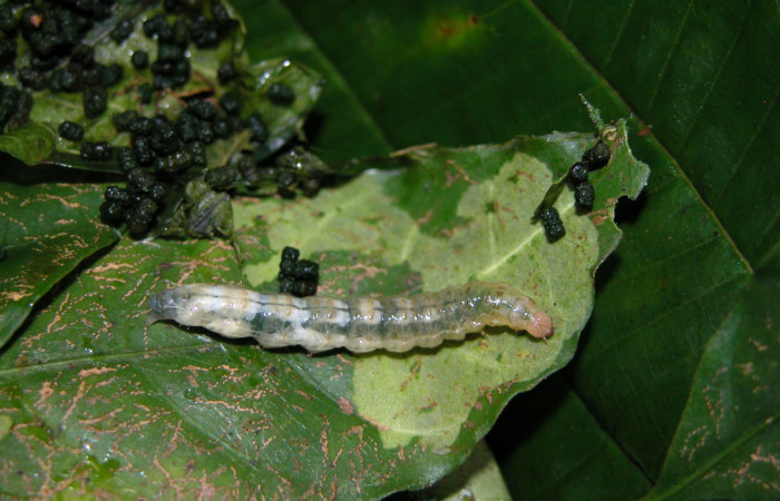 Fig 2. Larva  <i>Diaphania glauculalis</i>. Ultimo estadío, Sendero Arenales, planta hospedera <i>Stemmadenia robinsonii</i>, (Apocynaceae). Voucher 03-SRNP-23993-DHJ401257.jpg