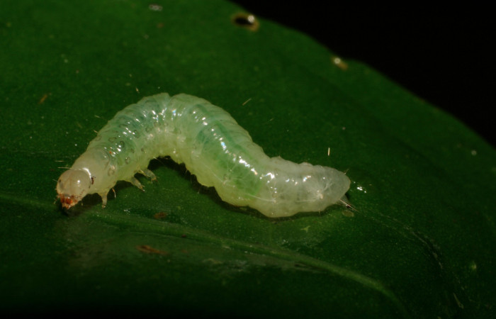 Fig 3. Larva <i>Diaphania glauculalis</i>. (Crambidae) penultimo estadío, Sendero perdido, planta hospedera <i>Tabernaemontana alba</i> familia (Apocynaceae). Voucher 06-SRNP-166-DHJ409435.jpg.