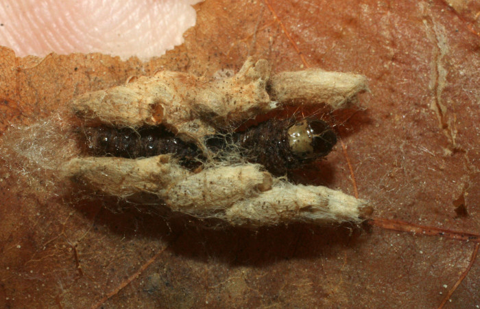 Fig. 8 . Capullos de la especie <i>Hypomicrogaster areolaris</i> de familia (Braconidae), pegado a cutícula de la larva <i>Diaphania glauculalis</i>. Voucher 08-SRNP-2574-DHJ453188.jpg