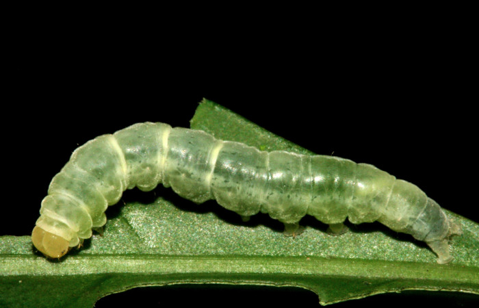 Fig 1. Larva <i>Diaphania glauculalis</i>. Sector Camino Albergue Oscar Voucher 11-SRNP-2157-DHJ480989.jpg               Voucher 11-SRNP-2157-DHJ480989.jpg