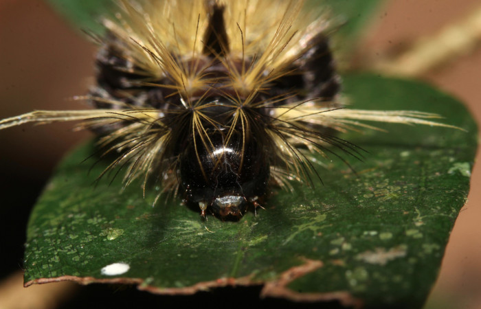 Fig. 11 Larva <i>Eucereon centrale</i>, mostrando la parte de la cabeza. Voucher: 17-SRNP-32569-DHJ743078.jpg.