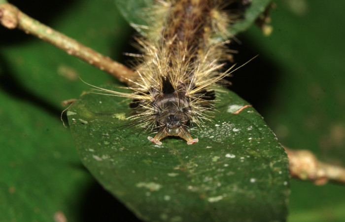 Fig. 12 Larva <i>Eucereon centrale</i>, mostrando la parte trasera. Voucher: 17-SRNP-32569-DHJ743081.jpg.