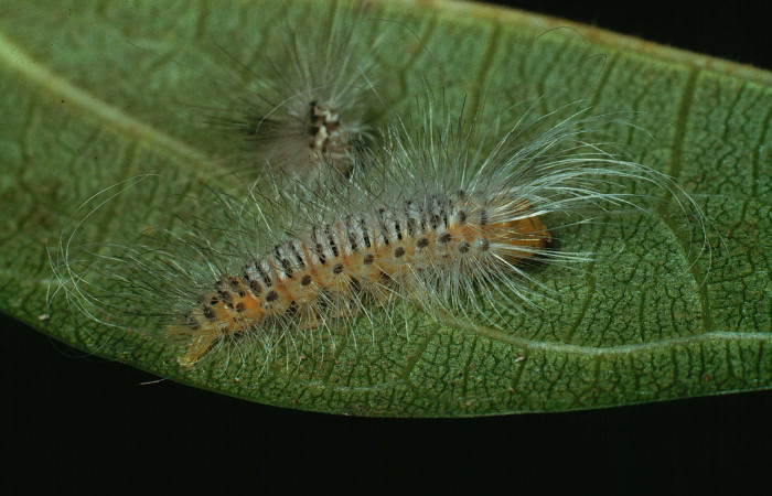 Fig. 13 Larva <i>Eucereon erythrolepsis</i>, mostrando la parte lateral entero. Voucher: 90-SRNP-2-DHJ11993.jpg.