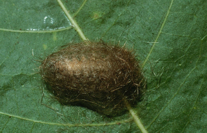 Fig. 15 Capullo de la larva <i>Eucereon erythrolepsis</i>, adentro parásitos <i>Hyphantrophaga virilis</i>, familia (Tachinidae). Voucher: 02-SRNP-32255-DHJ71375.jpg.