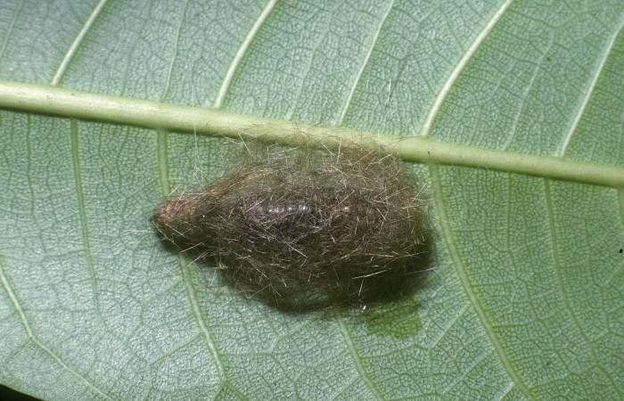 Fig. 16 Capullo de la larva <i>Eucereon erythrolepsis</i>, adentro parásito <i>Atactosturmia</i> Wood02DHJ05, familia (Tachinidae), Voucher: 04-SRNP-13810-DHJ86439.jpg.