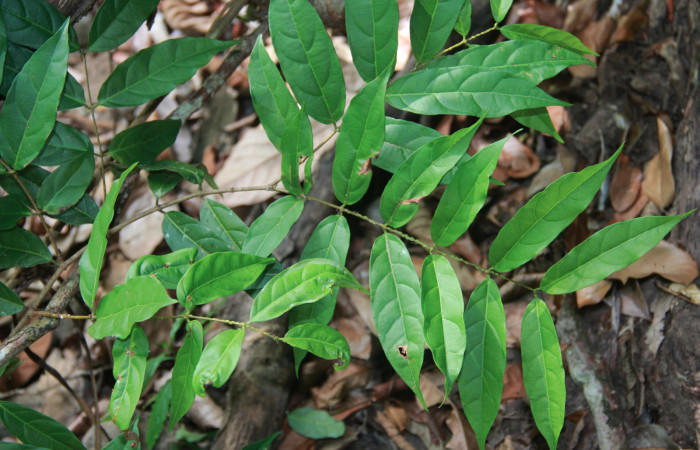 Fig. 18 Planta <i> Forsteronia spicata</i> (Apocynaceae), hospedera de la larva <i>Eucereon centra[le</i>, (Erebidae), Sector del Oro. Quebrada Serrano. Foto. Roster Moraga 6 Mayo 2020.