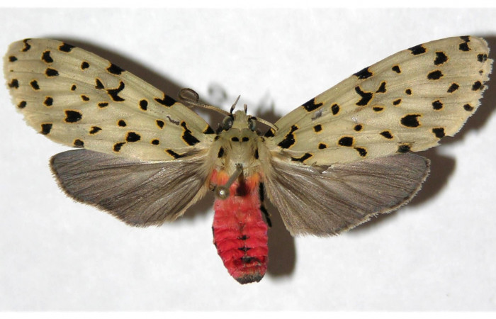 Fig. 3 Adulto <i>Eucereon centrale</i>, hembra mostrando la parte dorsal.Voucher: 04-SRNP-61451-DHJ318654.