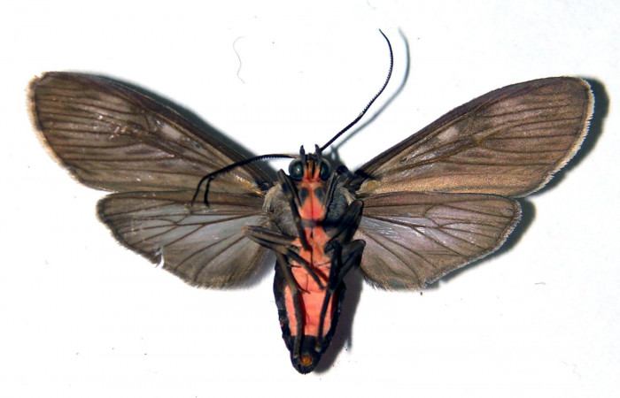 Fig. 6 Adulto <i>Eucereon erythrolepsis</i>, hembra mostrando la parte ventral.Voucher: 92-SRNP-3024-DHJ92283. 