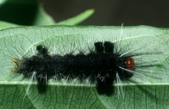 Fig. 7 Larva <i>Eucereon centrale</i>, mostrando la parte dorsal entero. Voucher: 09-SRNP-56450-DHJ460405.jpg.