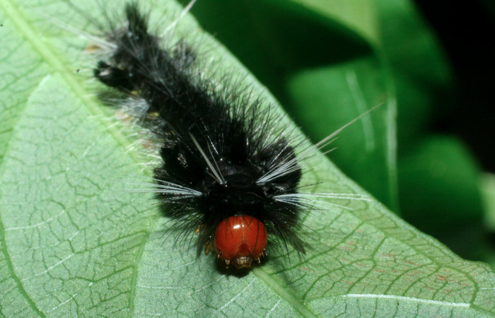 Fig. 8 Larva <i>Eucereon centrale</i>, mostrando la parte de la cabeza. Voucher: 09-SRNP-56450-DHJ460407.jpg.
