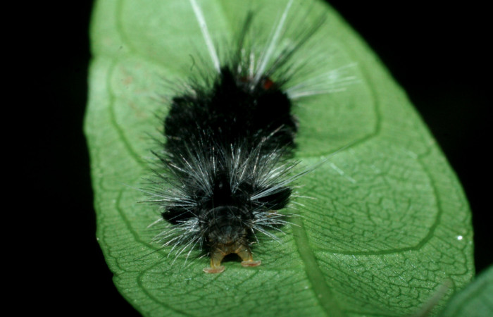 Fig. 9 Larva <i>Eucereon centrale</i>, mostrando la parte trasera. Voucher: 09-SRNP-56450-DHJ460408.jpg.
